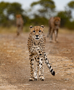 wildlife-img4.jpg